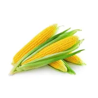 Fresh Corn