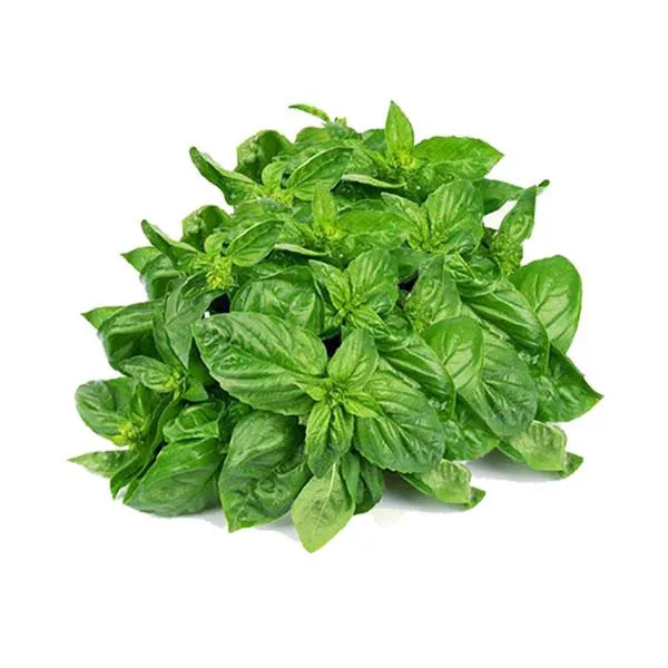 Basil Leaves