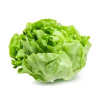 Green Oak Lettuce