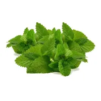 Mint Leaves