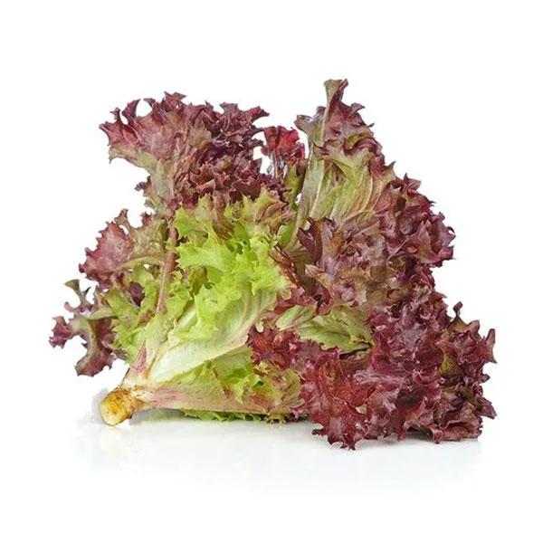 Red Lettuce