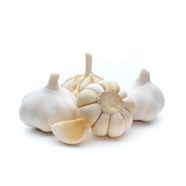 Garlic