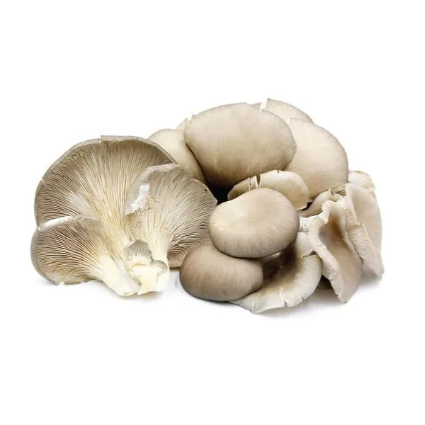 Oyster Mushroom