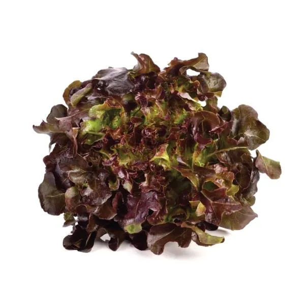 Red Oak Lettuce