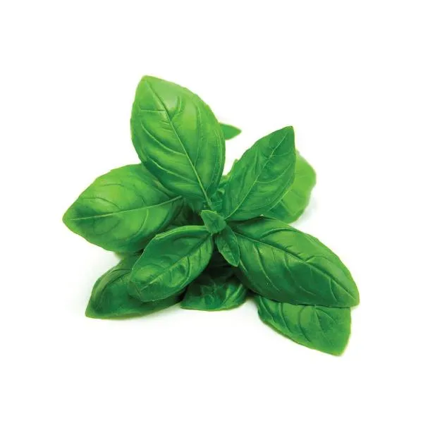 Sweet Basil