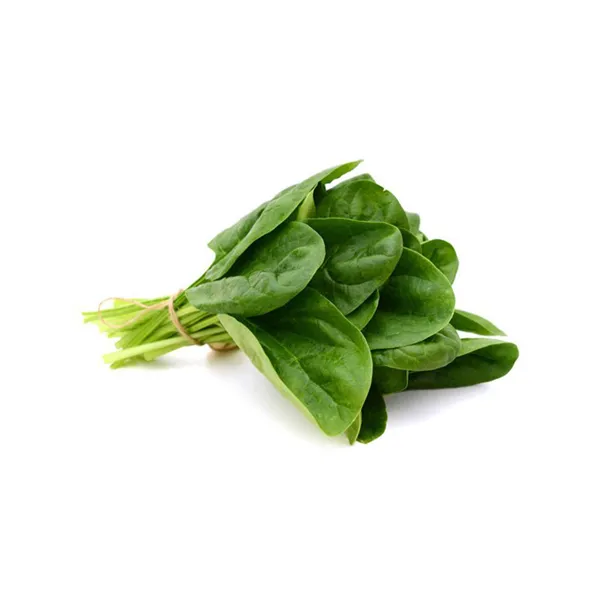 Fresh Basil Leaves