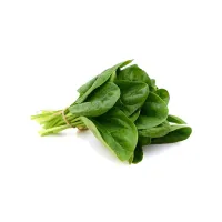 Fresh Basil Leaves