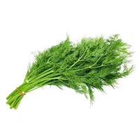 Fresh Dill Leaves