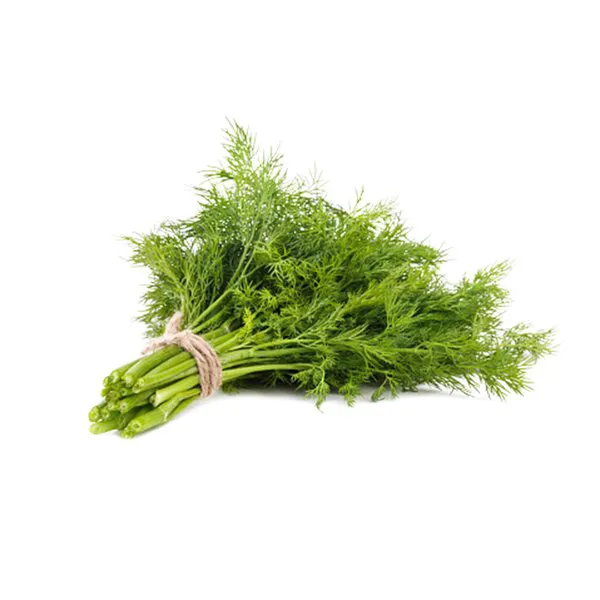 Fresh Fennel leaves