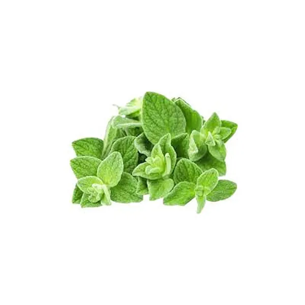 Fresh oregano