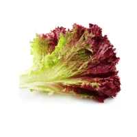 Red Salad Leaves