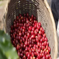Fresh Arabica Coffee Beans (Red Cherries)