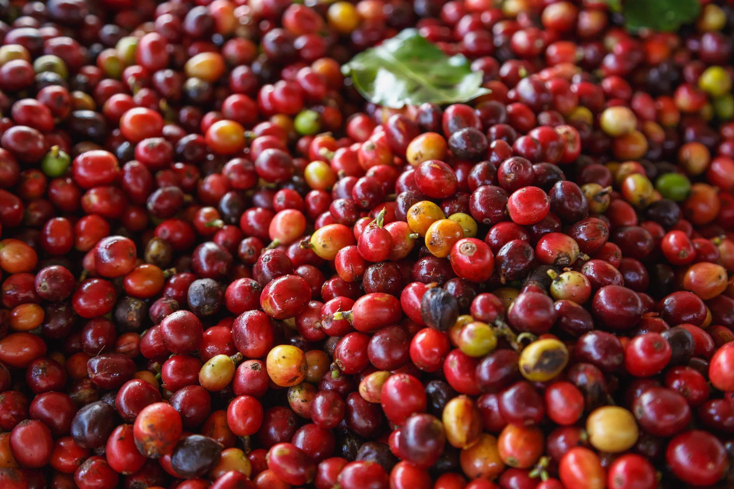 Fresh Robusta Coffee Bean (Red Cherries)