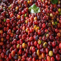 Fresh Robusta Coffee Bean (Red Cherries)